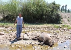 OLTU’DA DOMUZ NÖBETİ 