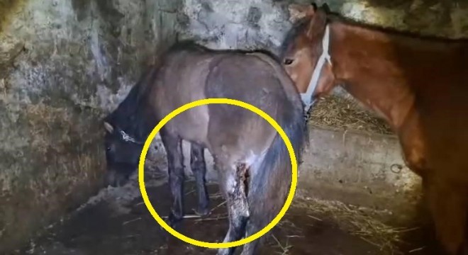 15 atı ayaklarından vurdular