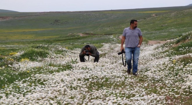 Allahu Ekber Dağları çiçeklerle bezendi