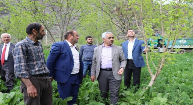 Ayvalı’da don meyve ağaçlarına zarar verdi