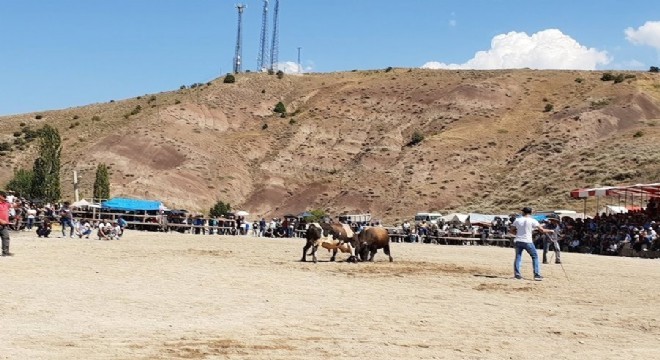 Boğalar Güreşti, ortalık savaş alanına döndü