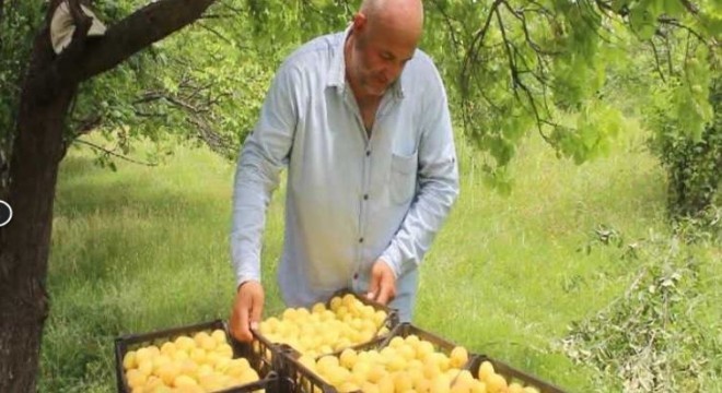 Doğu’da sarı altın hasadı başladı