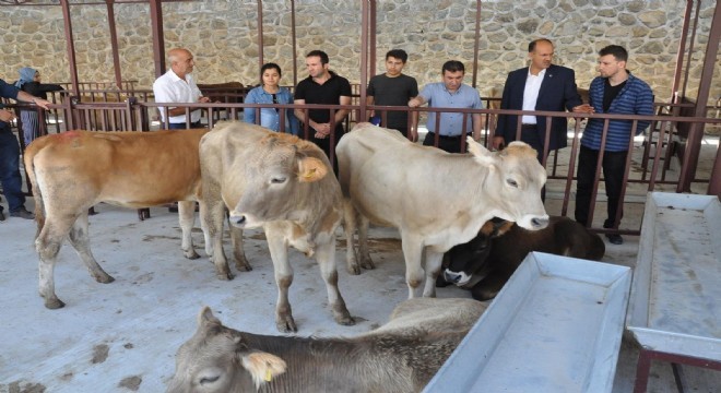 Genç Çiftçilerin düveleri Erzurum çiftliklerinden