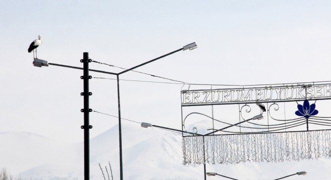 Göç edemeyen leylekler Erzurum’da kaldı