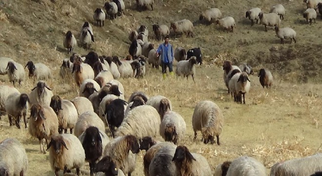 Karayazı’dan Muş’a Göçerlerin zorlu yolculuğu