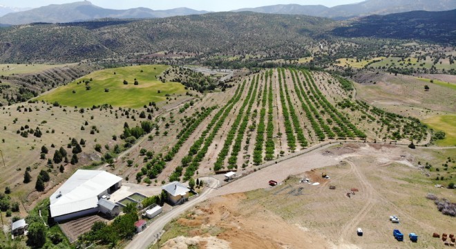 Kemah ve ceviz aşkına milyonlarca liralık yatırım