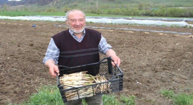 Köyüne dönen gurbetçi kuşkonmaz üretimine başladı