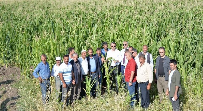 Memiş Altınbaşak Hasat Şenliğine katıldı