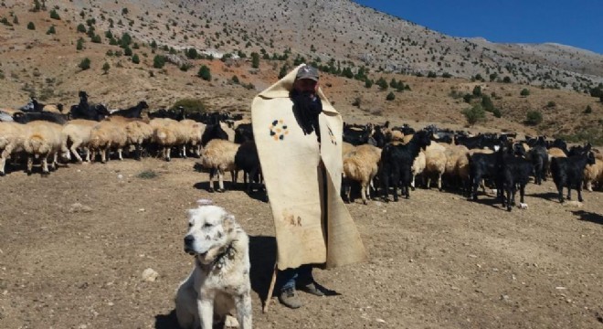 Meralar küçükbaş hayvanlarla şenlendi