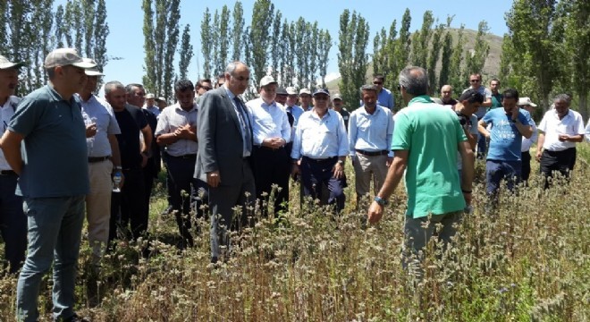 Narman da Arı ve Süt Otu Tarla Günü