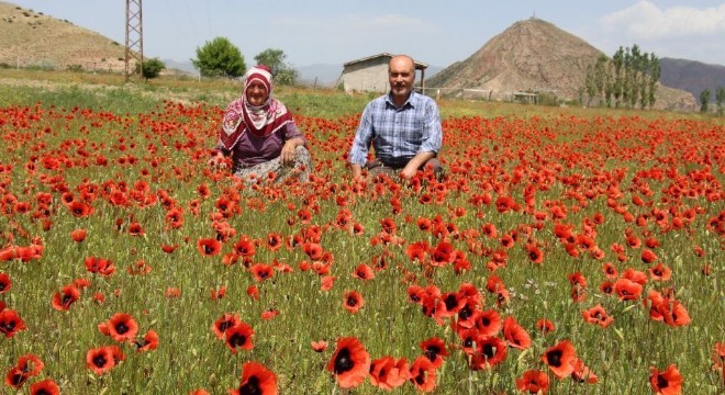 Oltu gelinciklerle bezendi