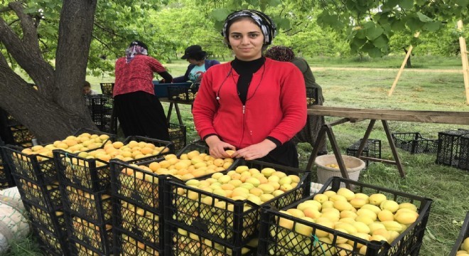 Sarı altın hasadı başladı