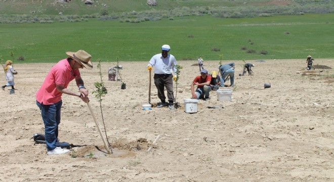 Tekman ve Karaçoban da meyvecilik yatırımı