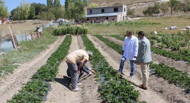 Toprağa sarıldı, hayata yeniden tutundu