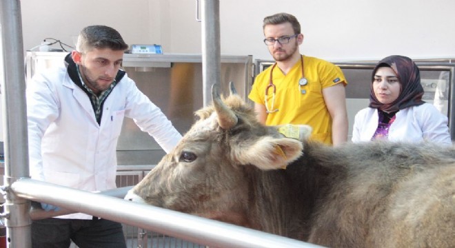 Veterinerlik Fakültesinde uygulamalı eğitim