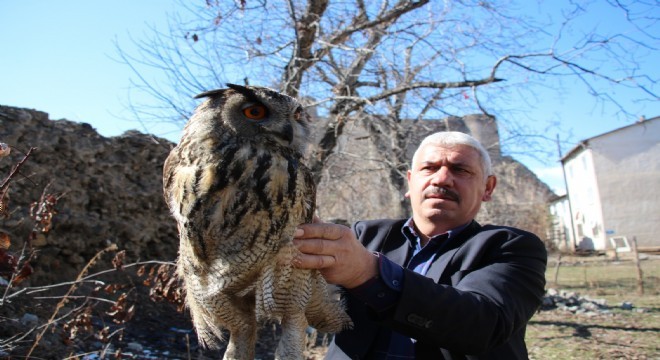 Yaralı Puhu tedavi altına alındı