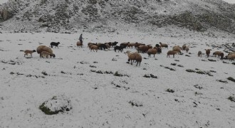 Mayıs ayında yağan kar besicileri vurdu