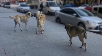 Sahipsiz köpeklerin tamamı barınaklara alınacak