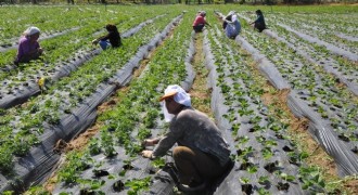 Tarım - ÜFE yıllık yüzde 36,09 arttı
