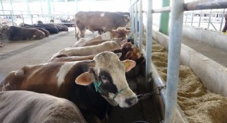 Uzmanından 'Deli dana' uyarısı