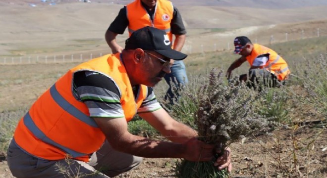 Çat’ta lavanta hasadı yapıldı