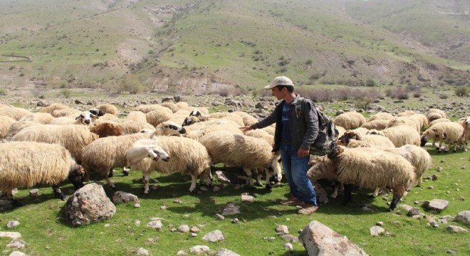 Çobandan demokrasi dersi